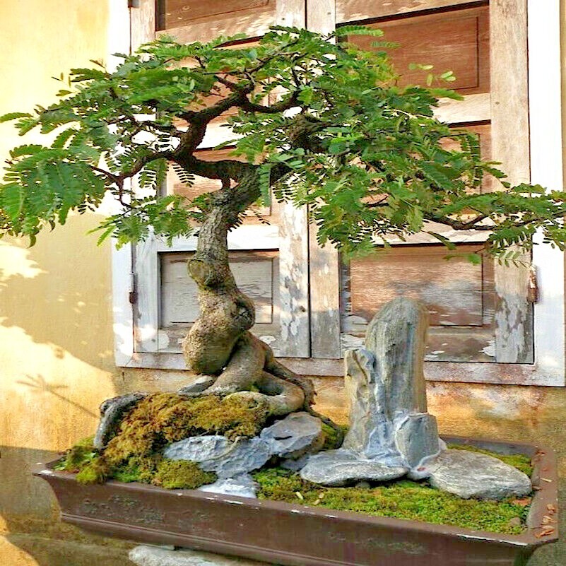 100 Tamarind Tree Seeds Tamarindus indica Tropical Fruit Flower Plant, Bonsai