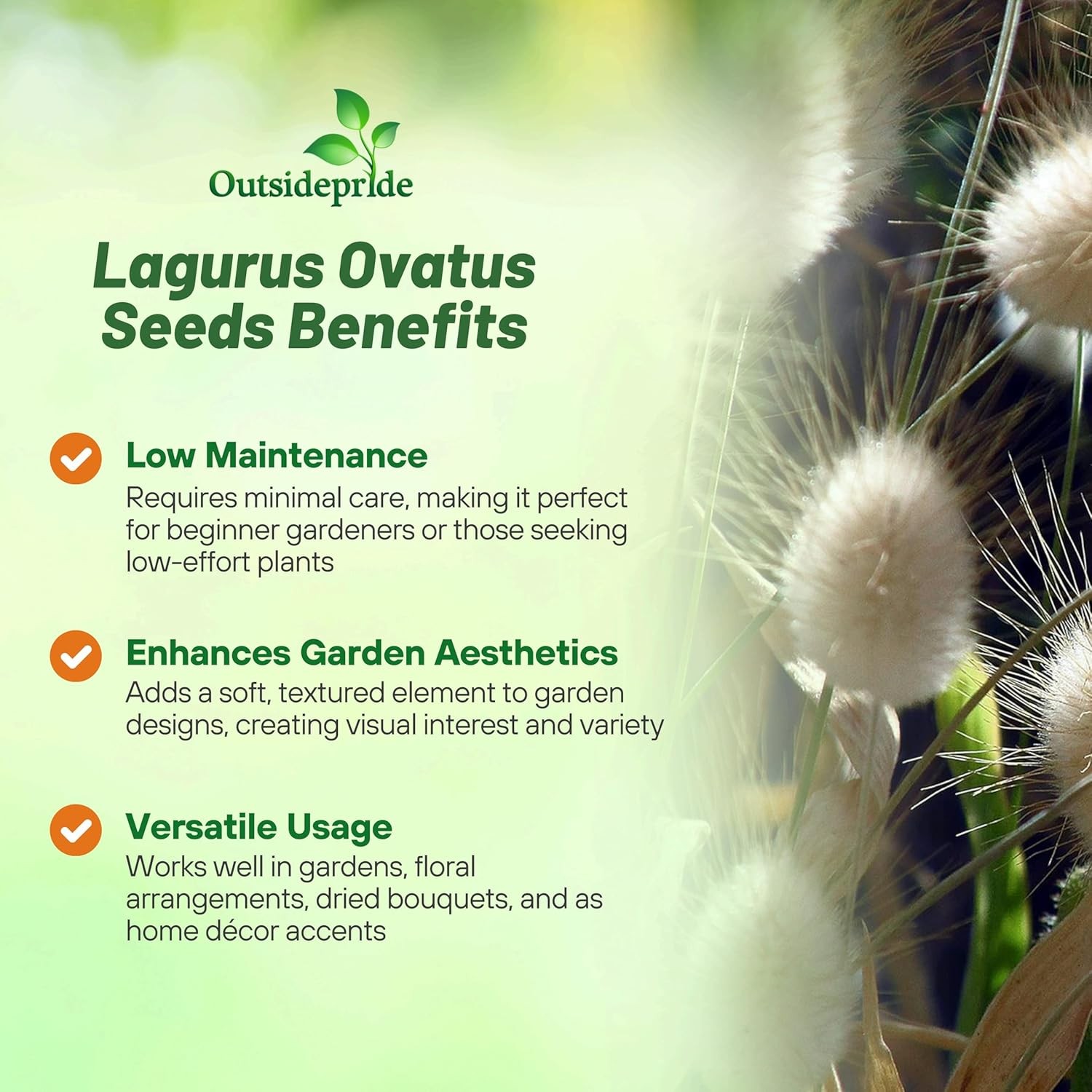 1000 Seeds Lagurus Ovatus Drought Tolerant Bunny Tails xeriscape Ornamental
