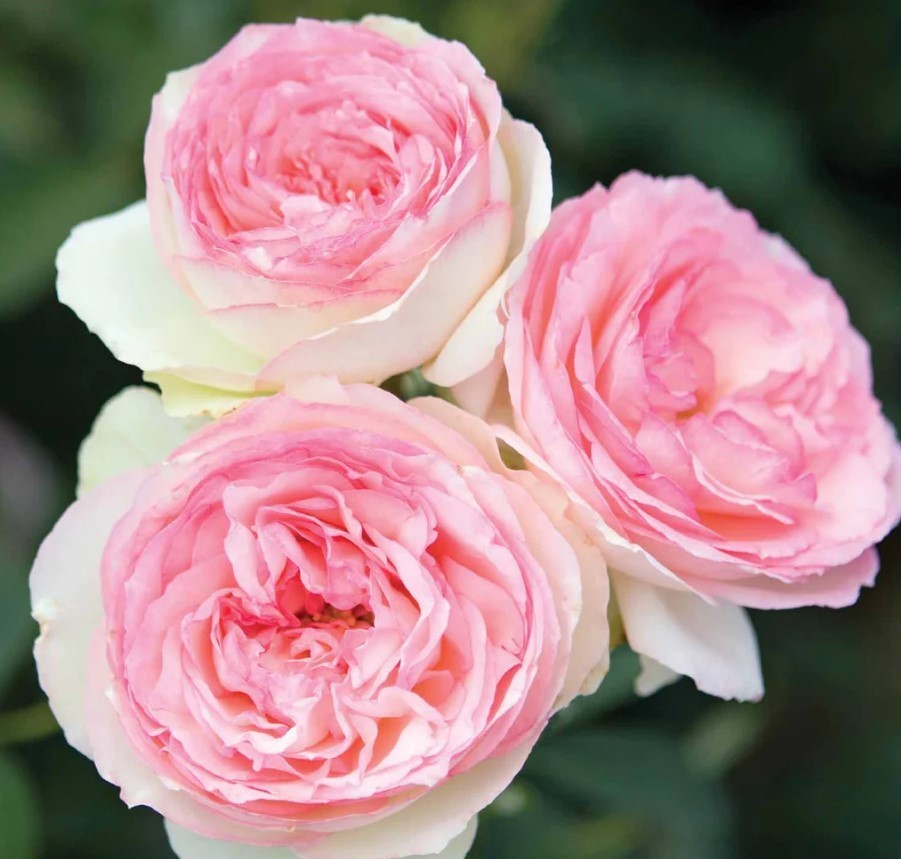 White Pink Eden Climbing Rose Seeds – Pack 30 Seeds – Rose Flower Gardening