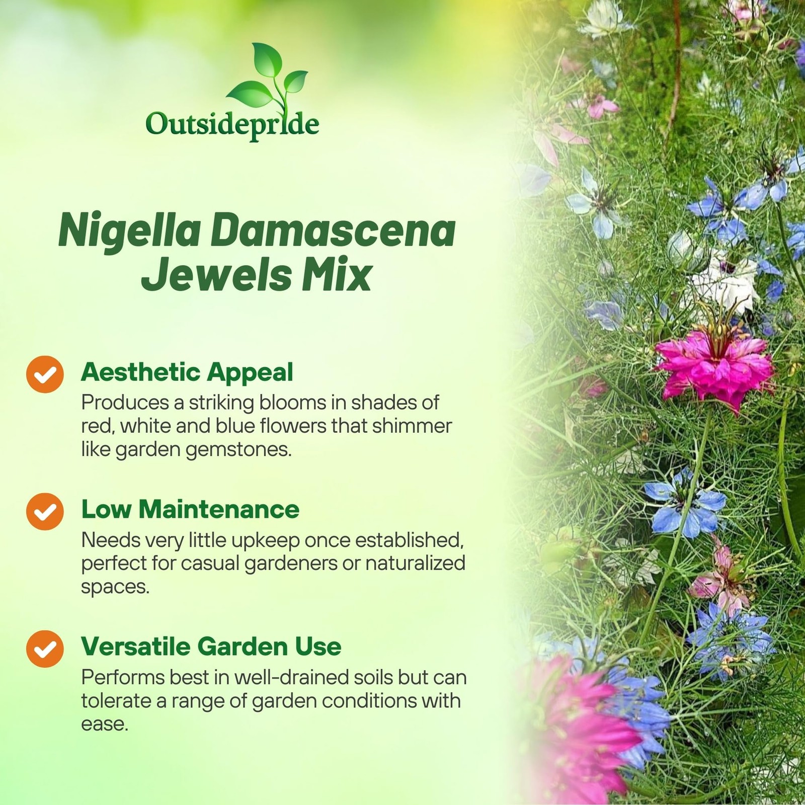 Nigella Seeds Mix – 1000 Pcs Annual Flower Seeds for Vibrant Blooms and