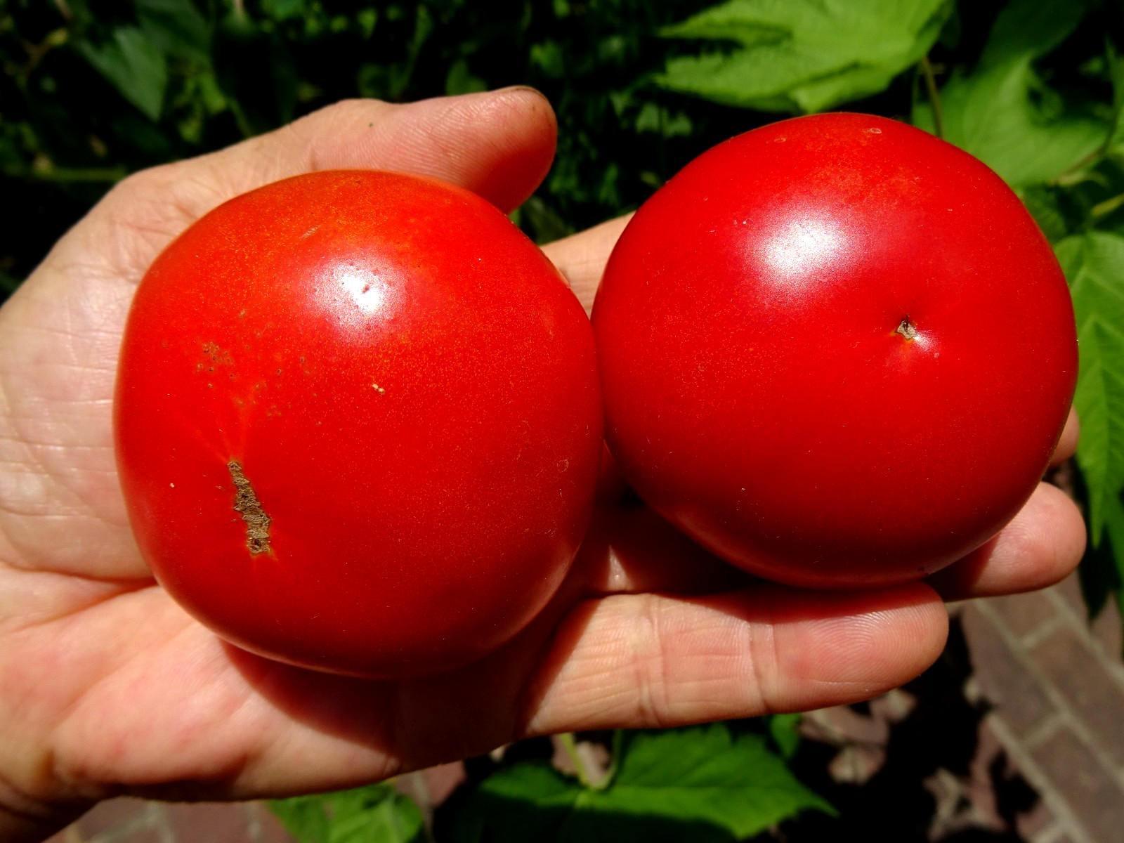 Silvery Fir Tree Tomato 15+ Seeds Early Red Organic Heirloom Dwarf from 2025