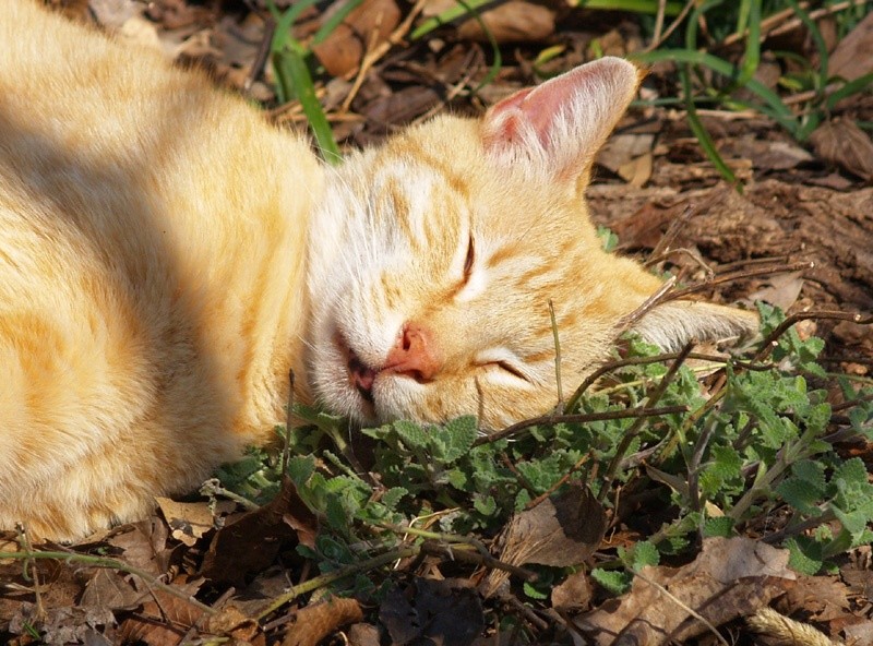 501+CATNIP Seeds Cat Sedative Herbal Drought Poor Soils Organic Container/Garden