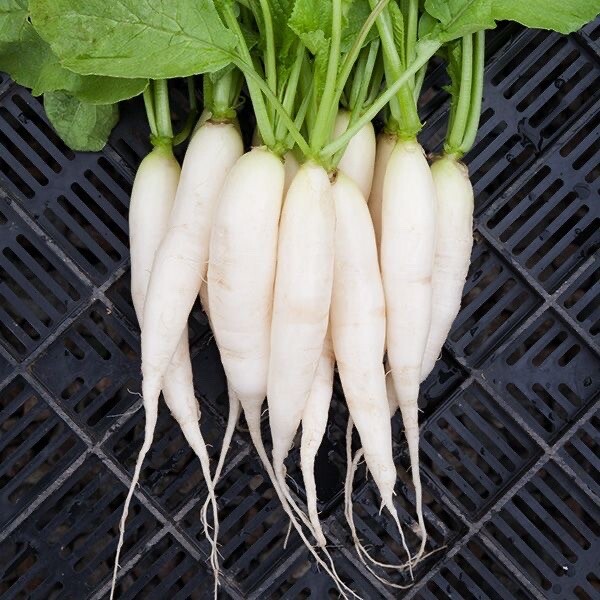 15 Packet SEEDS Bundle + 3 Packet FREE | Vegetable SEEDS for Planting