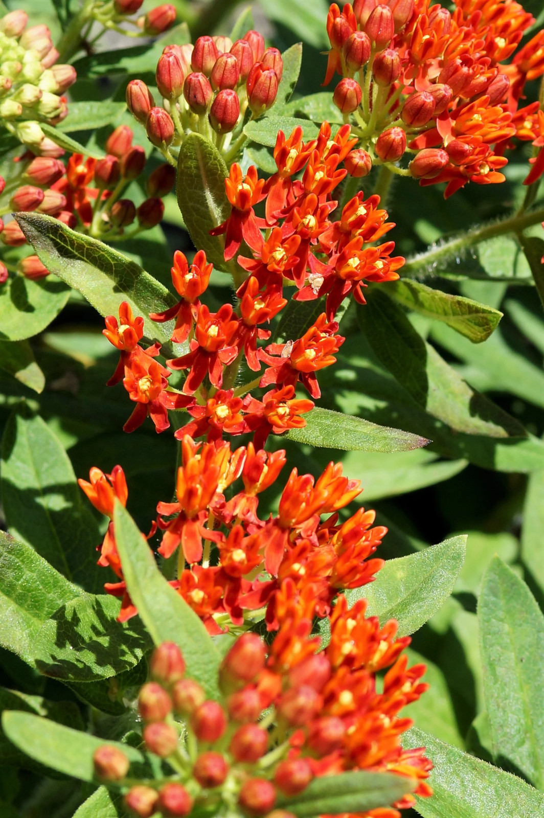 10 GAY BUTTERFLIES MILKWEED Red Yellow Orange Mix Asclepias Tuberosa Flower Seed