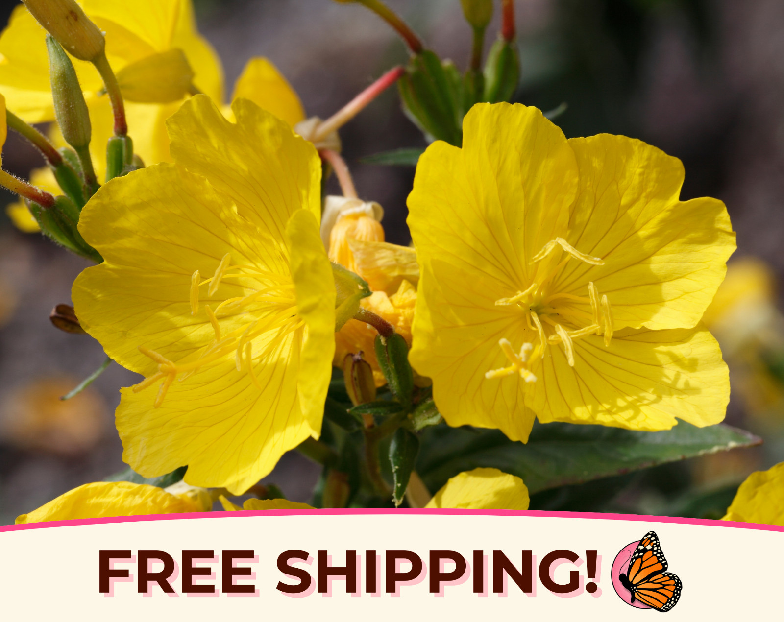 3500+ Yellow Evening Primrose Seeds | Native Flower Gardening Seed Packet, USA