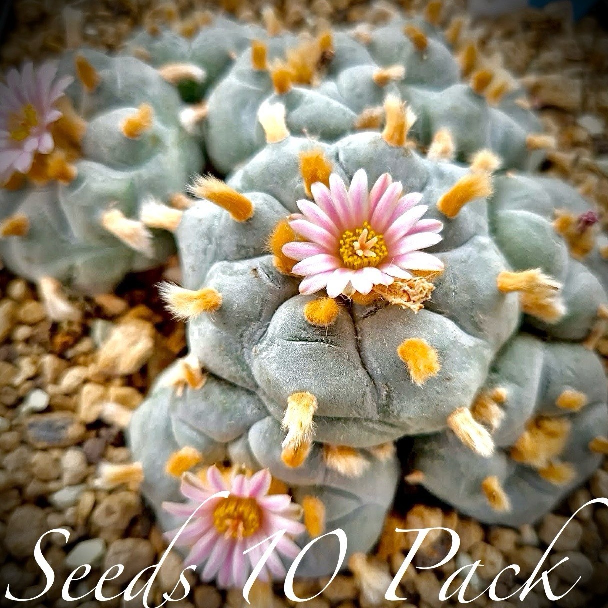 SEEDS (10pk) W Var. Rio Pecos X10 (Ten) US SELLER Cactus Mexico