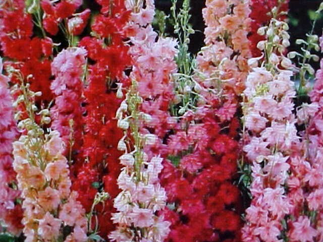 LARKSPUR ROCKET MIXTURE. RED PINK PURPLE CREME COLORS 400 SEEDS PER PACKAGE