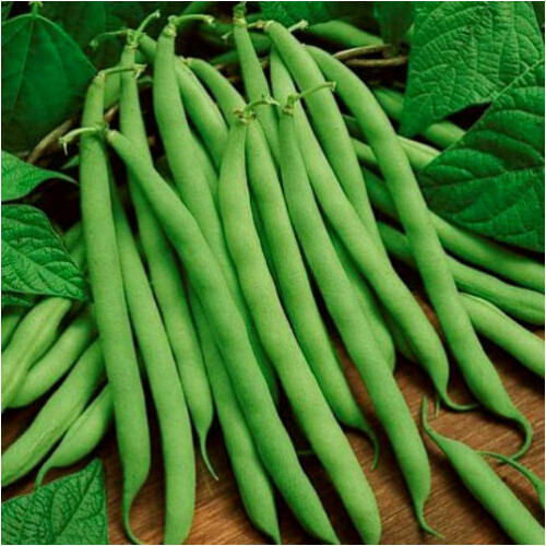 Bean Blue Lake Bush 1 lb. seeds Heirloom Non-GMO