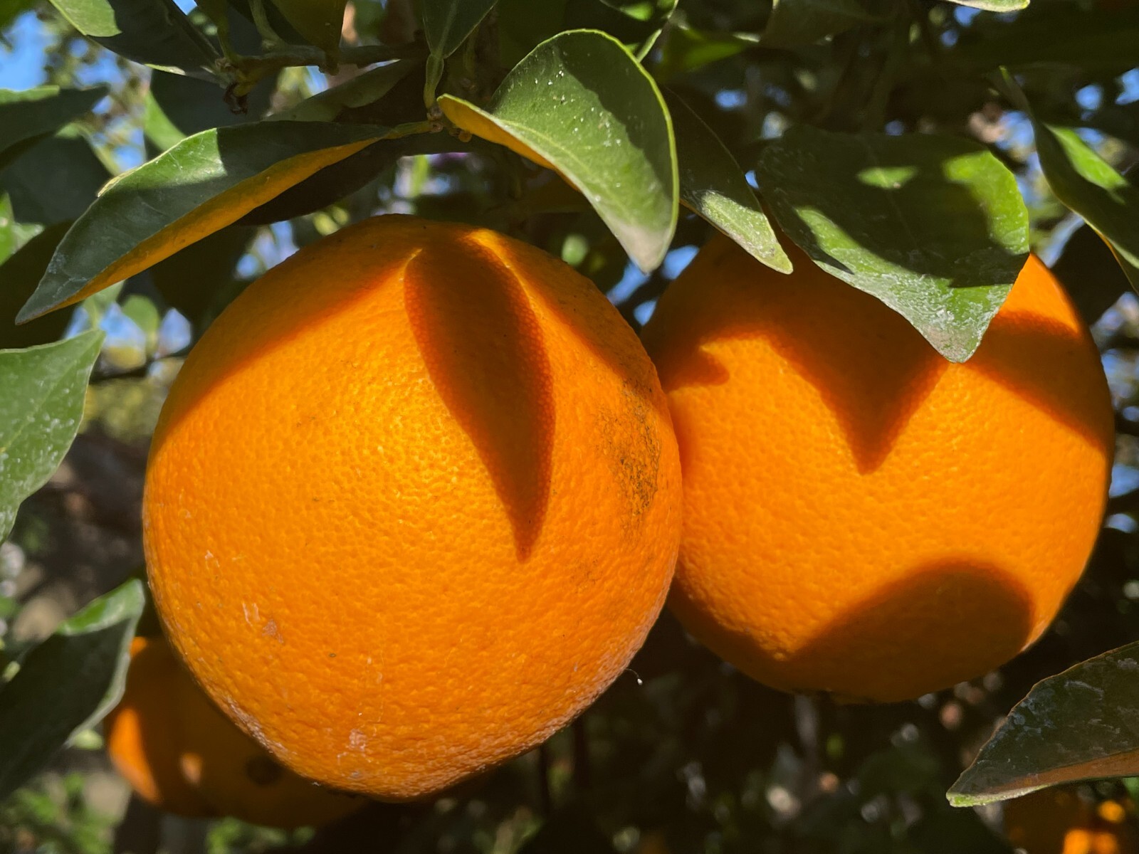 1 Ruby Valencia’ Sweet Orange Tree, Cuttings Rooted Orange Tree