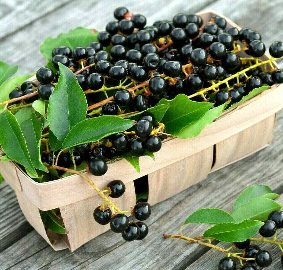 10+ BLACK /RAINIER CHERRY SEEDS | SWEET EDIBLE FRUIT | USA Native Tree