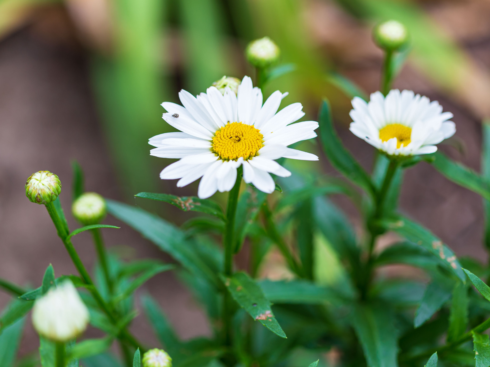 100 Seeds| Shasta Daisy Seeds #N009