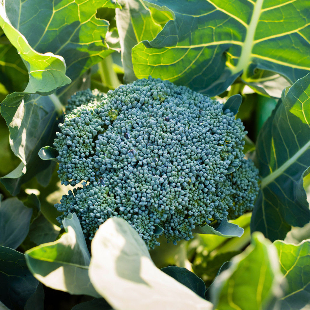 Fresh Premium Broccoli Seeds | Waltham 29 | Heirloom Non-GMO | Vegetable Seeds
