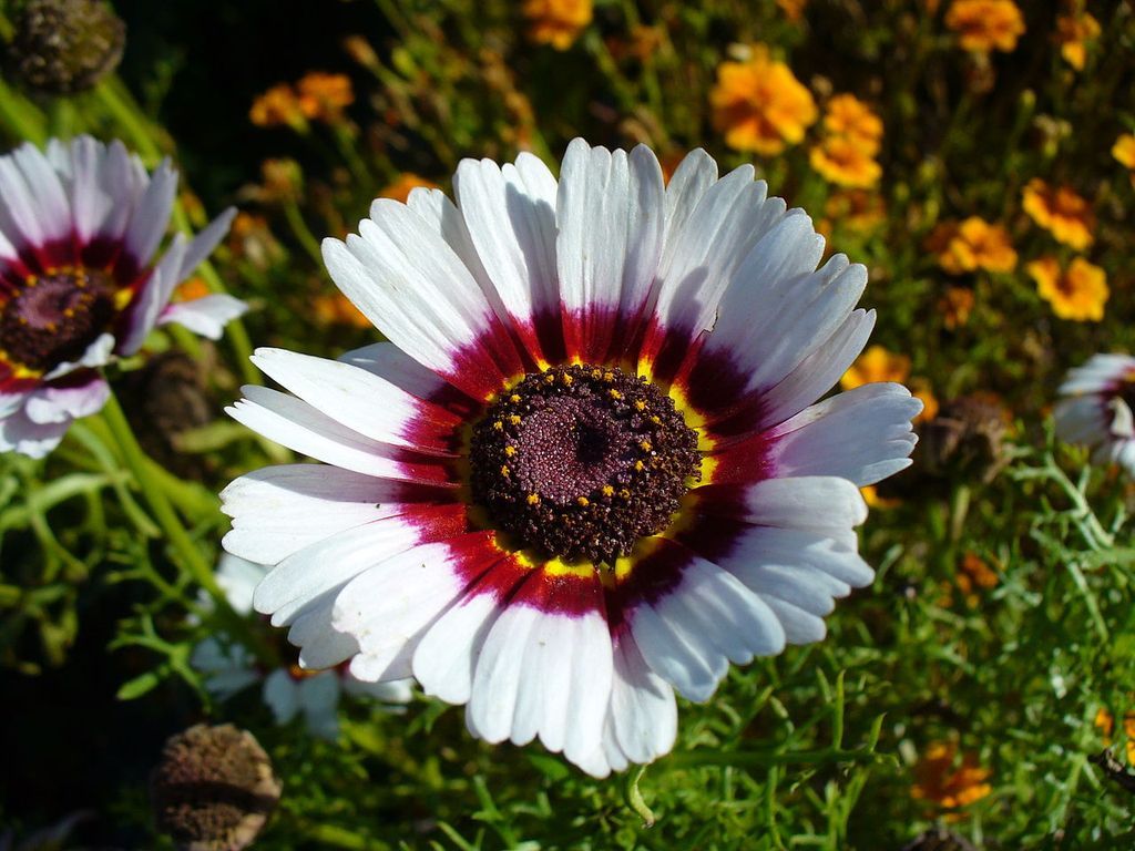 Painted Daisy Seeds, Tricolor, Chrysanthemum carinatum, Variety Sizes, FREE SHIP