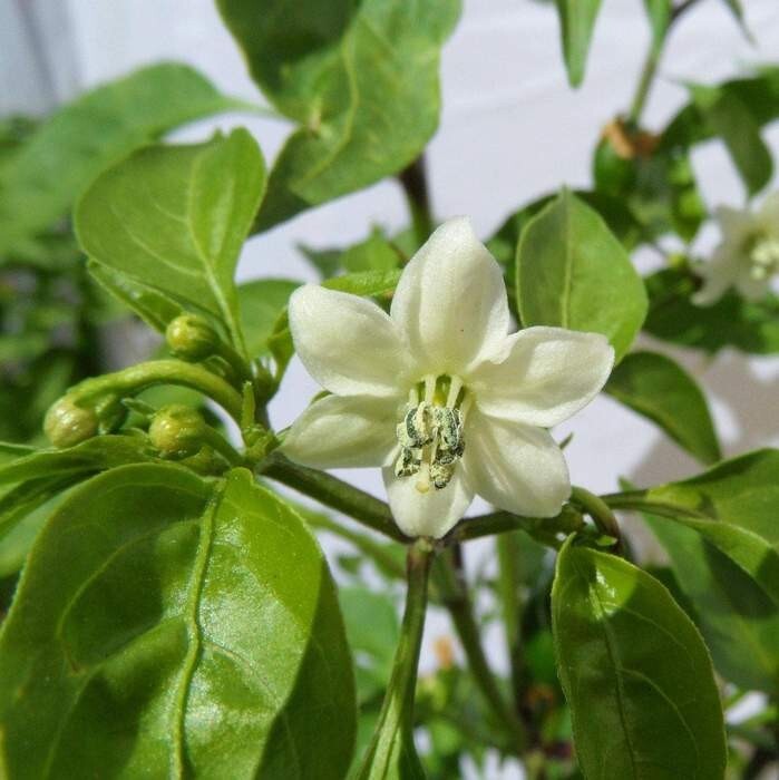 25 Hot Fresh Chiltepin | NON-GMO | Premium Pepper Seeds-B 19