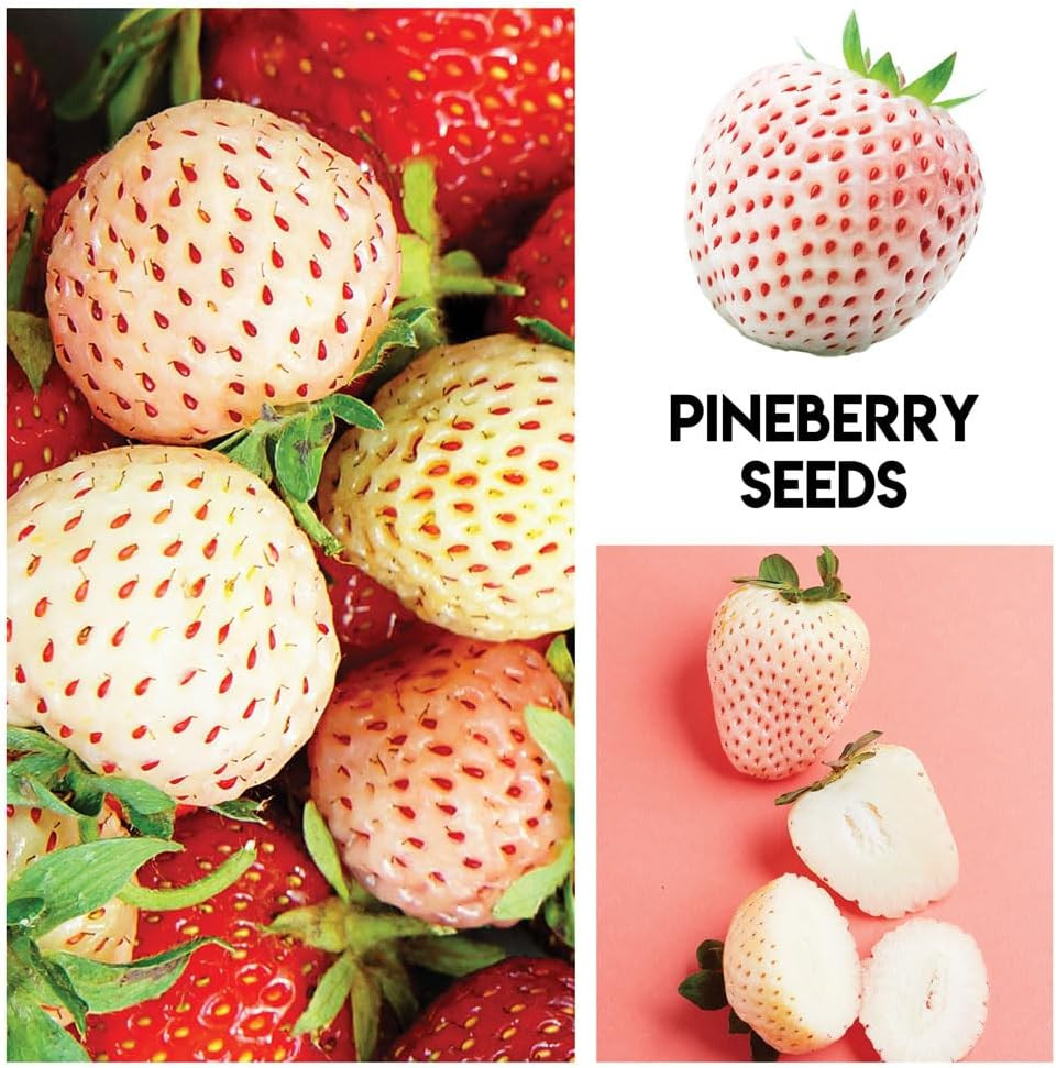 Fruit Garden Seeds Kit – Elderberry, Blueberry, Raspberry, Strawberry, Mulberry