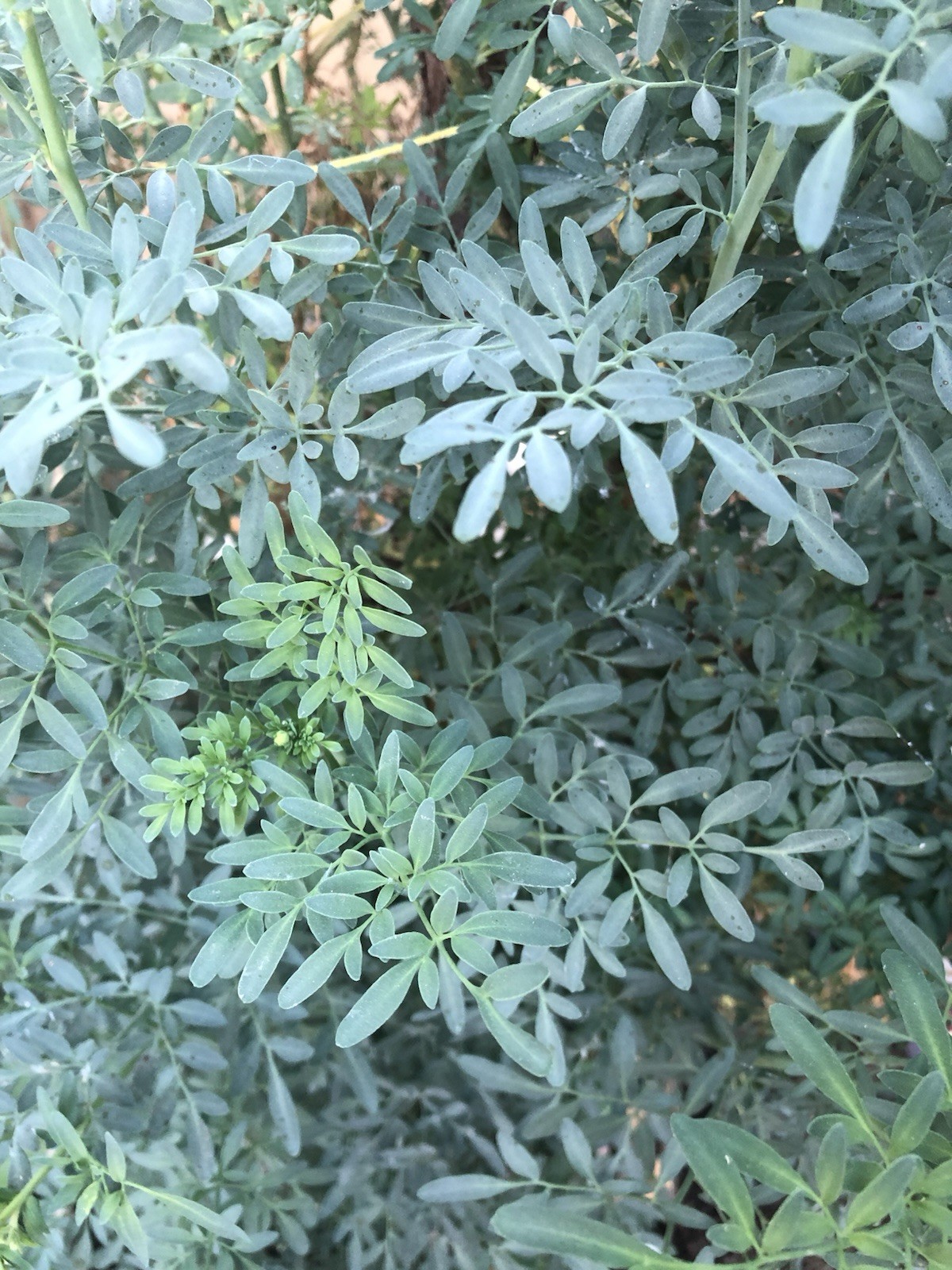 1 Common Rue Plant 6” Ruda Ruta Graveolens Live Plant With Pot Ready To Plant