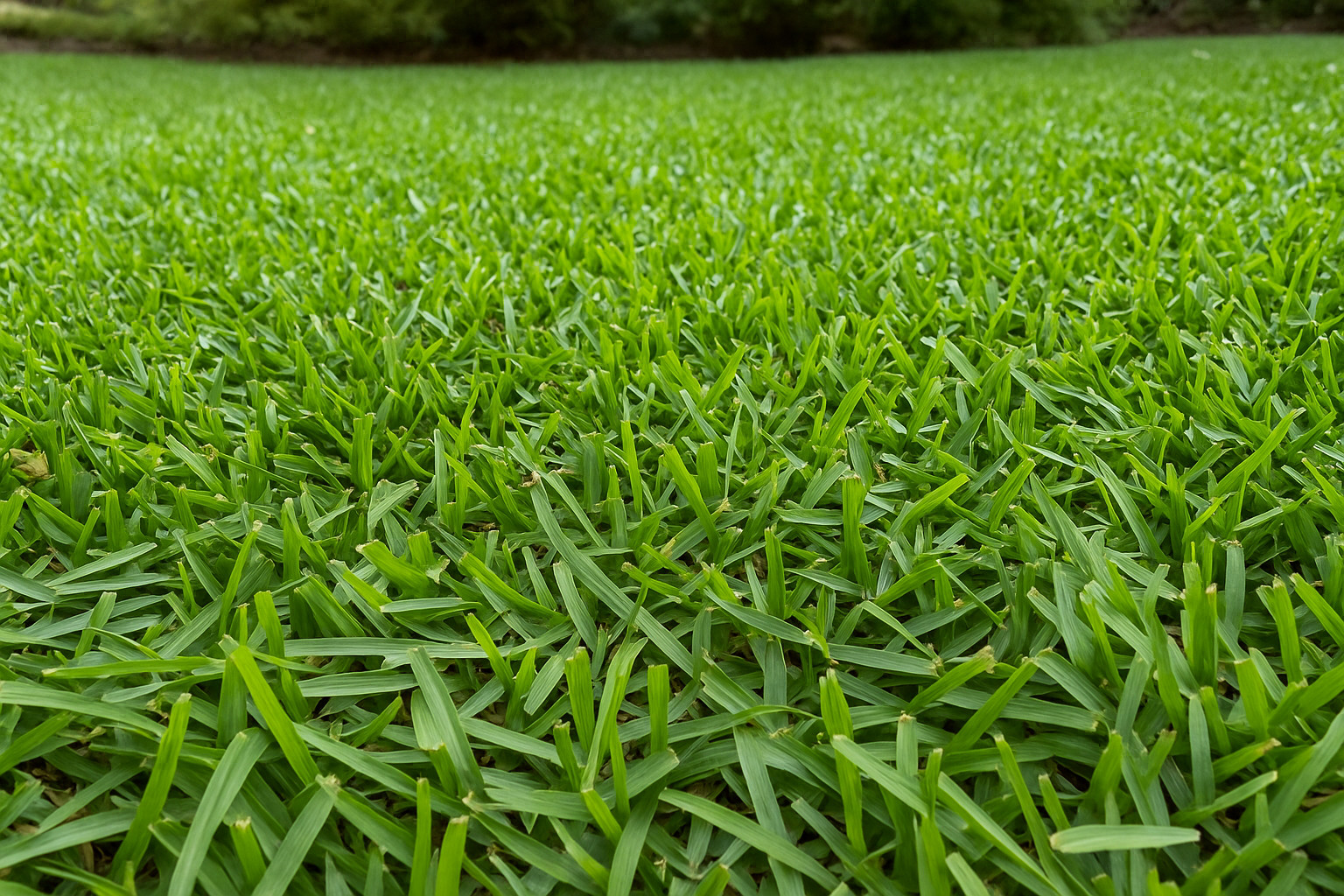 30,000 Premium Centipede Grass Seeds with moisture retaining coating