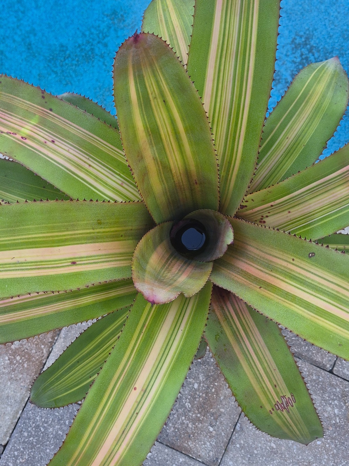 Aechmea Patricia’s Secret -Live Plant – Medium to Full Sun Bromeliad
