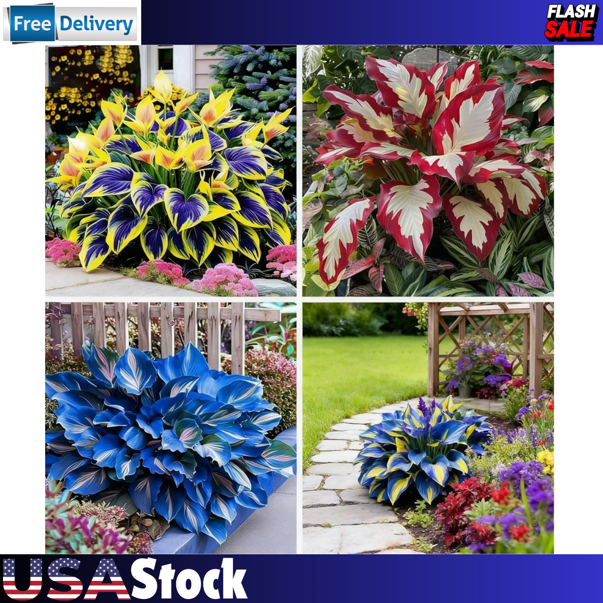 150+ Hosta Seeds Heart-Shaped Hosta Bare Roots – Rich Foliage, Low Maintenance