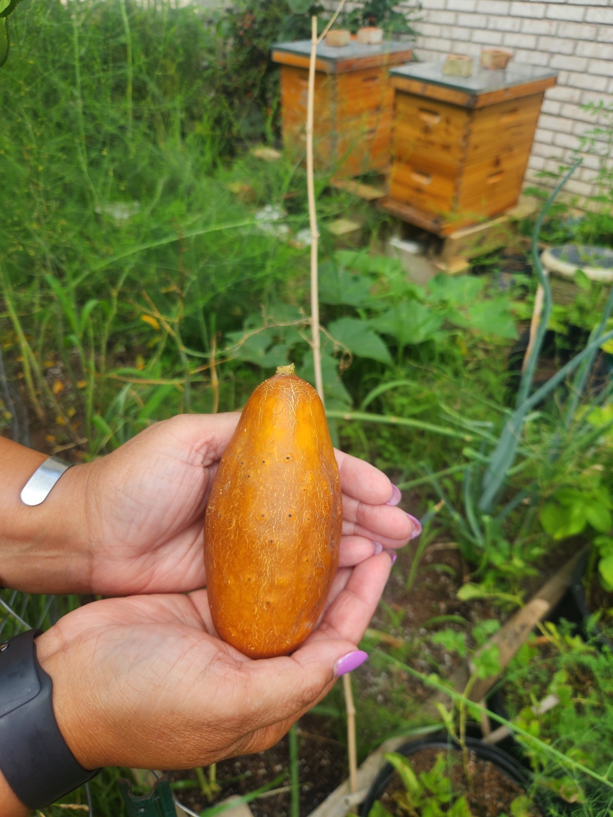 Poona Kheera Cucumber- 14 SEEDS .