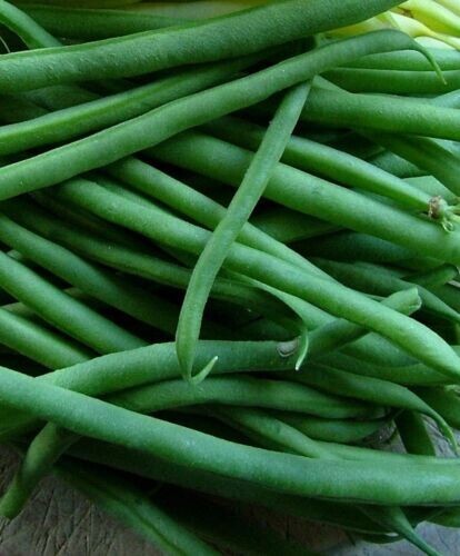 Jade Bean Seeds 100 Ct Green Bush Pod Vegetable Garden HEIRLOOM Michigan Seller