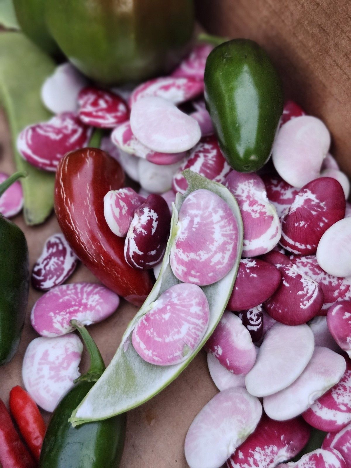 Christmas Pole Lima Beans