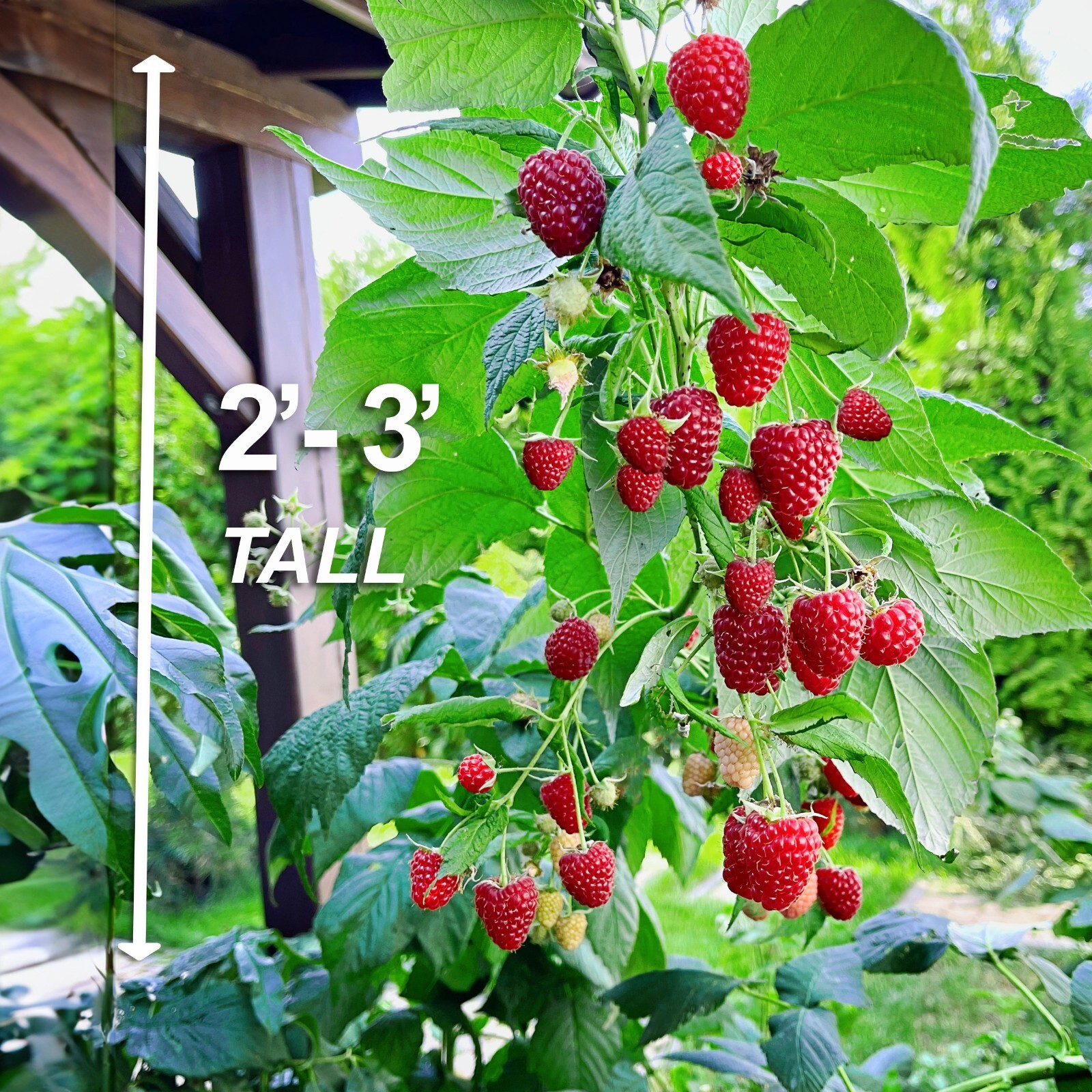 Garden State Bulb Brandywine Raspberry Bare Root for Spring Planting, Non-GMO