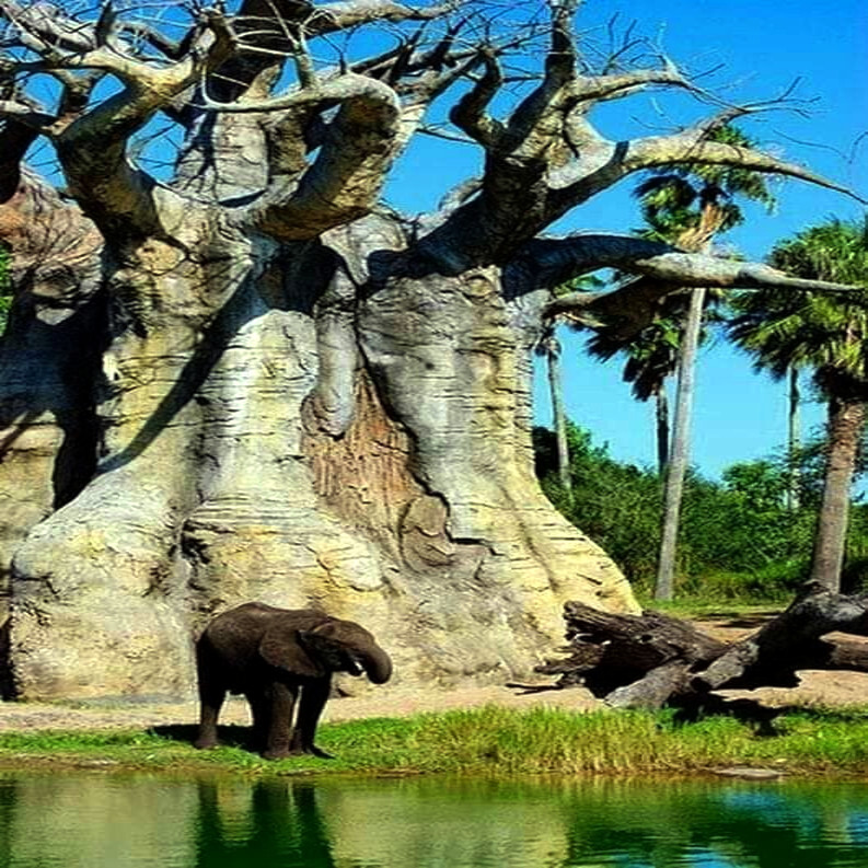 10 Baobab Seeds Adansonia digitata Tree of Life Rare Monkey Bread Bonsai Plant