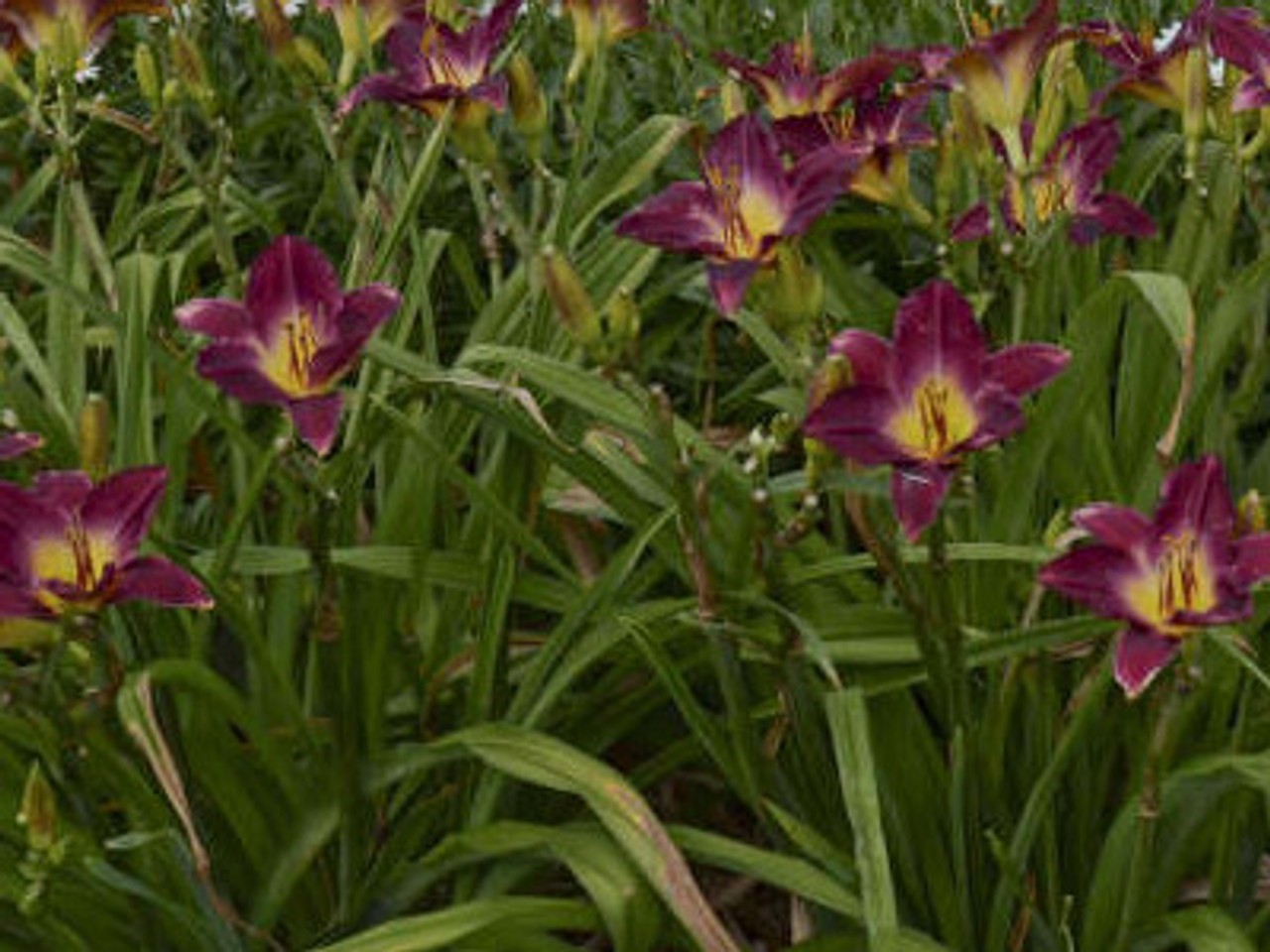 1 DAYLILY STRUTTER’S BALL BareRoot Bulb Plant PERENNIAL Reblooming Hemerocallis