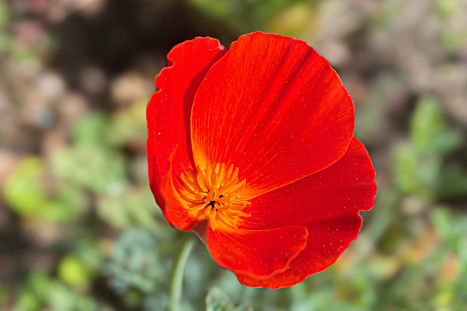 1000 MIXED Colors CALIFORNIA POPPY Eschscholzia Californica Flower Seeds