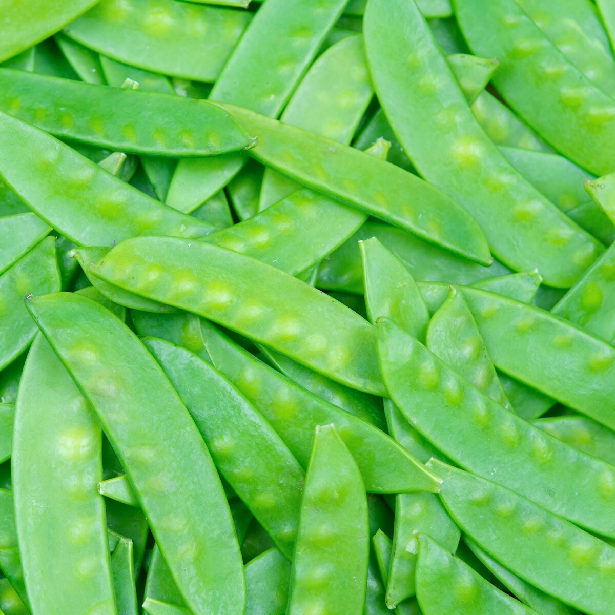 100 Mammoth Melting Sugar Pod Pea Seeds – Everwilde Farms Mylar Seed Packet