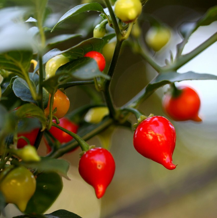 Sweety Drops Pepper Seeds Biquinho Petit Poivrons Qty 15+ (RED) Free Shipping