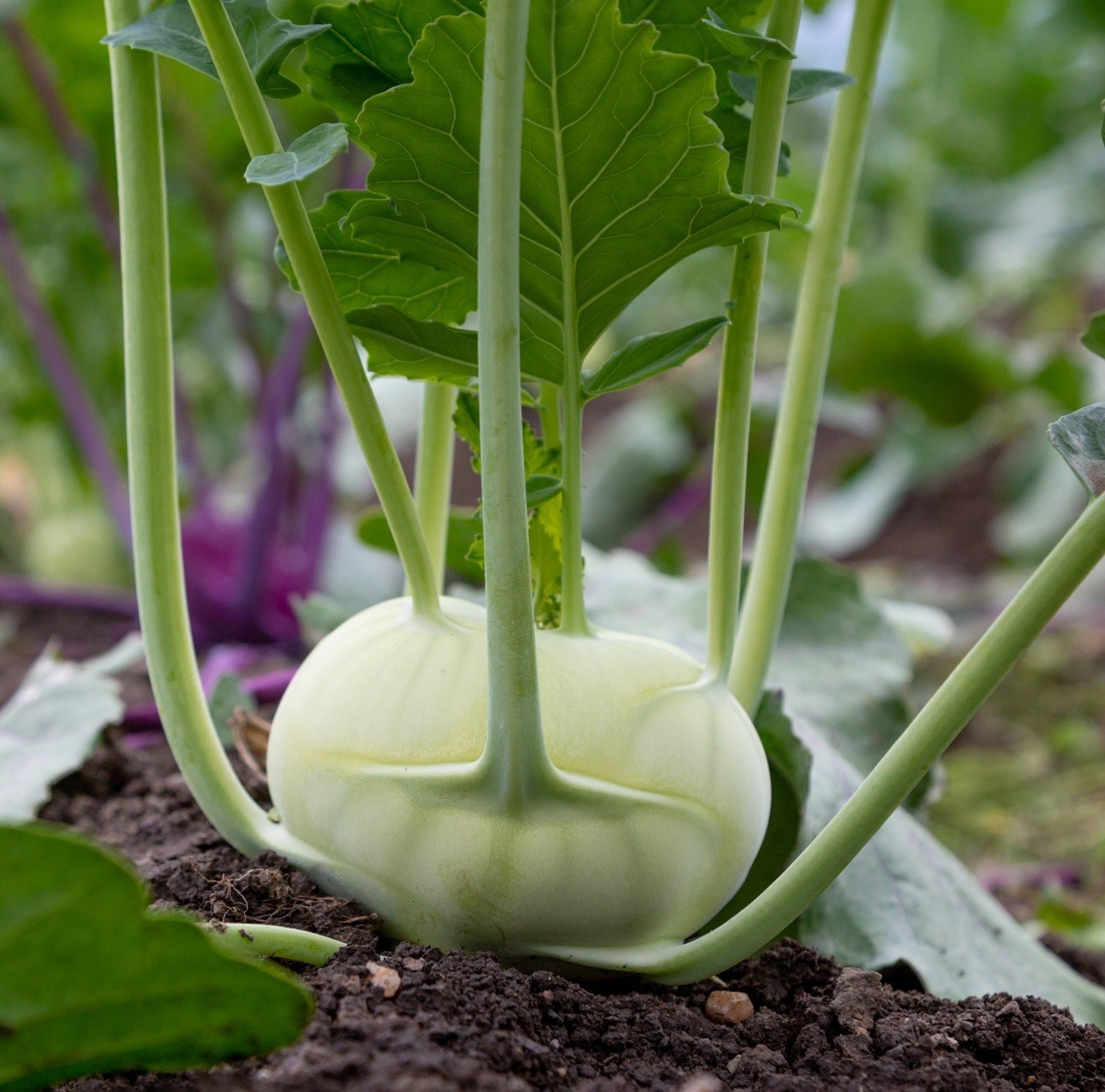Superschmelz Giant White Kohlrabi Seeds – Heirloom Non-GMO Seeds