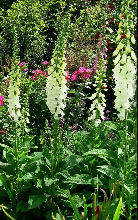 FOXGLOVE 1002 SEEDS DIGITALUS PURPUREA, SPOTTED PURPLE OR WHITE FLOWERS *BULK*