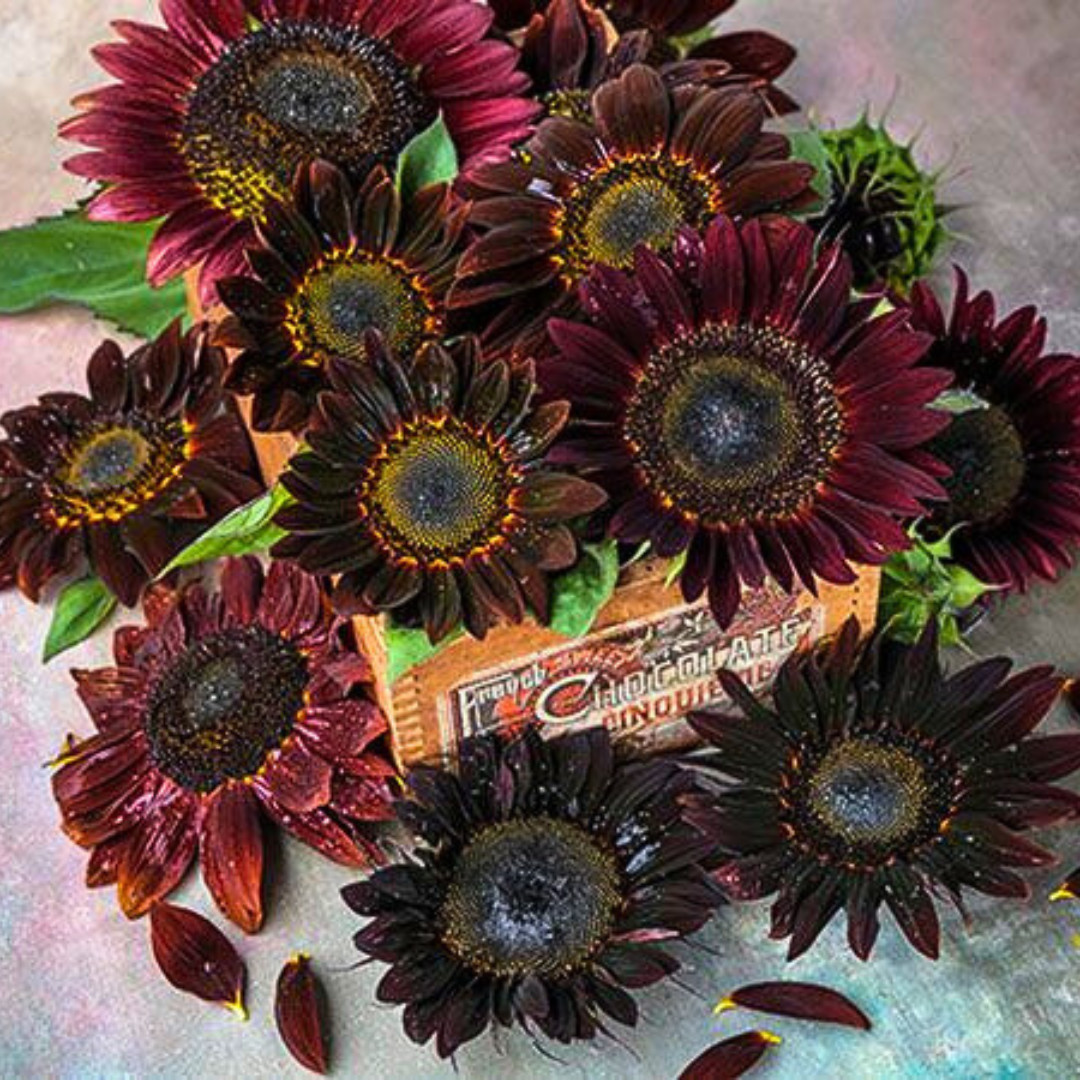 Fresh Premium Chocolate Cherry Sunflower Seeds | Heirloom Non-GMO | Flower Seed