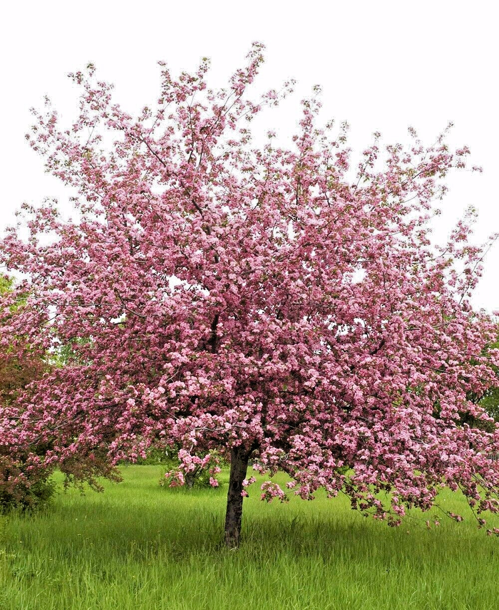 French Wild Apple Tree | Premium Seeds | Malus sylvestris ‘Fall’ | Plants’®
