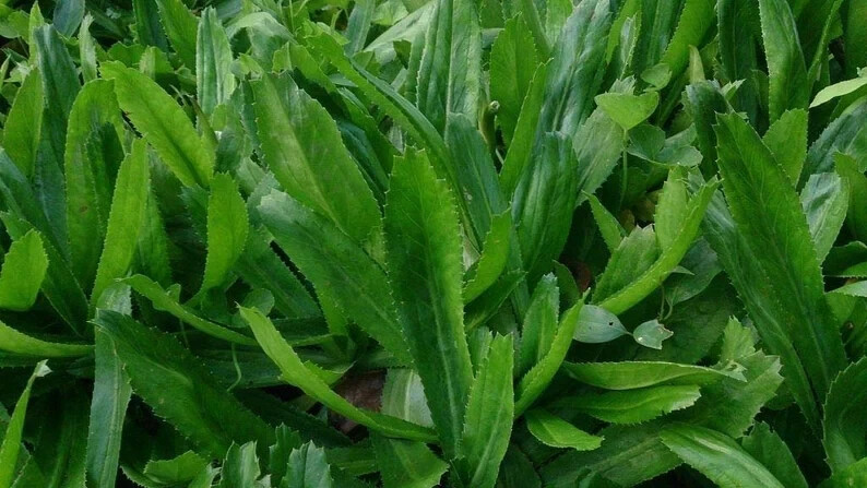 1000+ Culantro Seeds | recao | ngò gai Non-GMO Eryngium Foetidum Tropical Herb