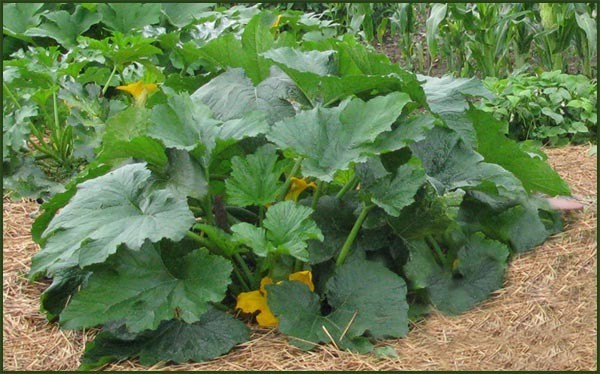 BLACK BEAUTY ZUCCHINNI SEEDS * 20 COUNT PKT. * GLOSSY *