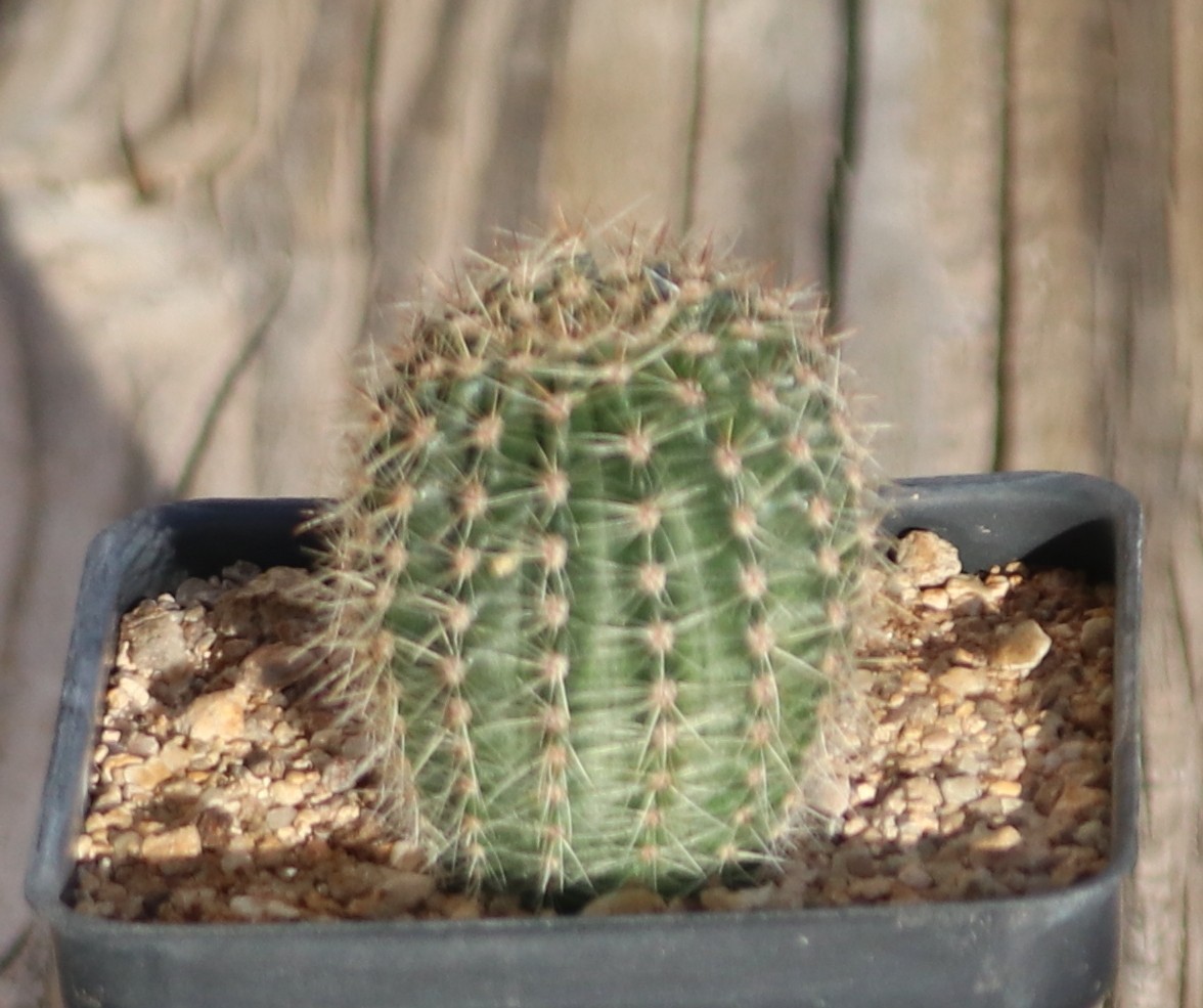 Echinopsis hybrid ‘Coquette’