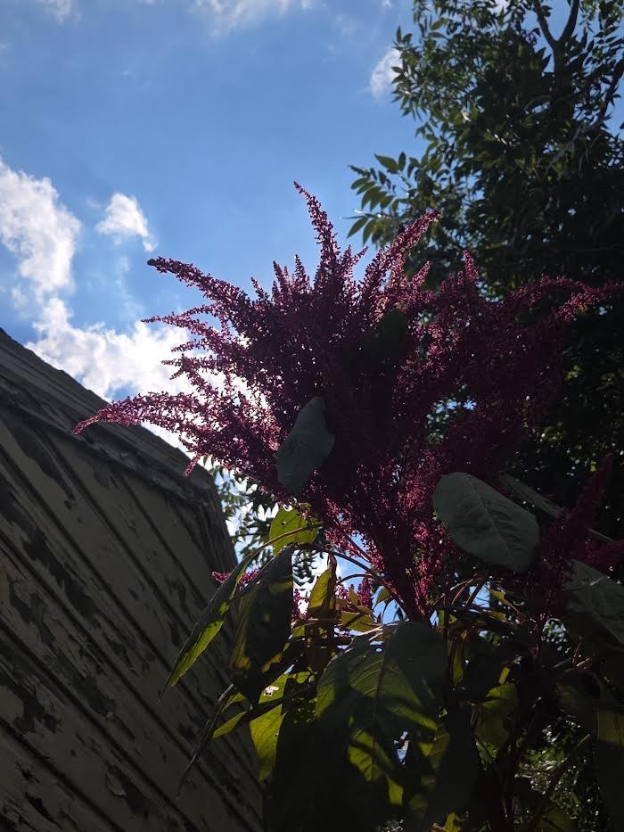 ~150 Amaranth “red garnet” seeds. Hardy GF grain from 10-foot-tall plant.