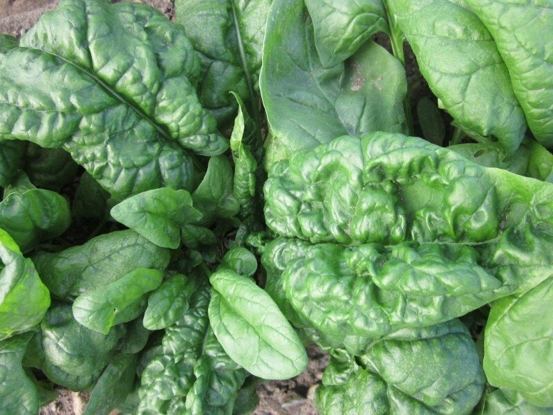 250+ Bloomsdale Spinach Seed Heirloom NON-GMO Always Fresh Seeds Your Garden