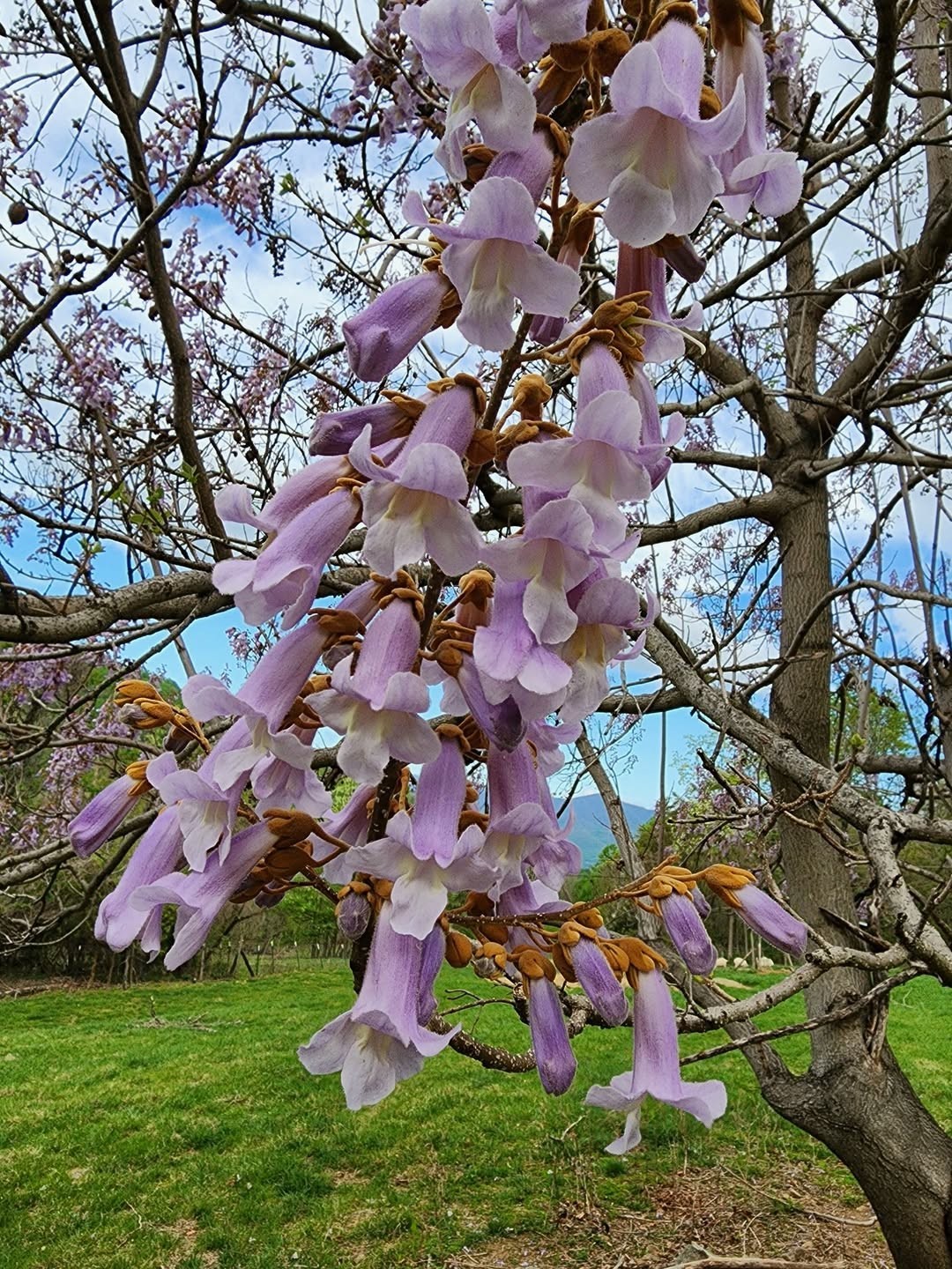 200+ Royal Paulownia Empress Tree Seeds Paulownia Tomentosa Fast Grow