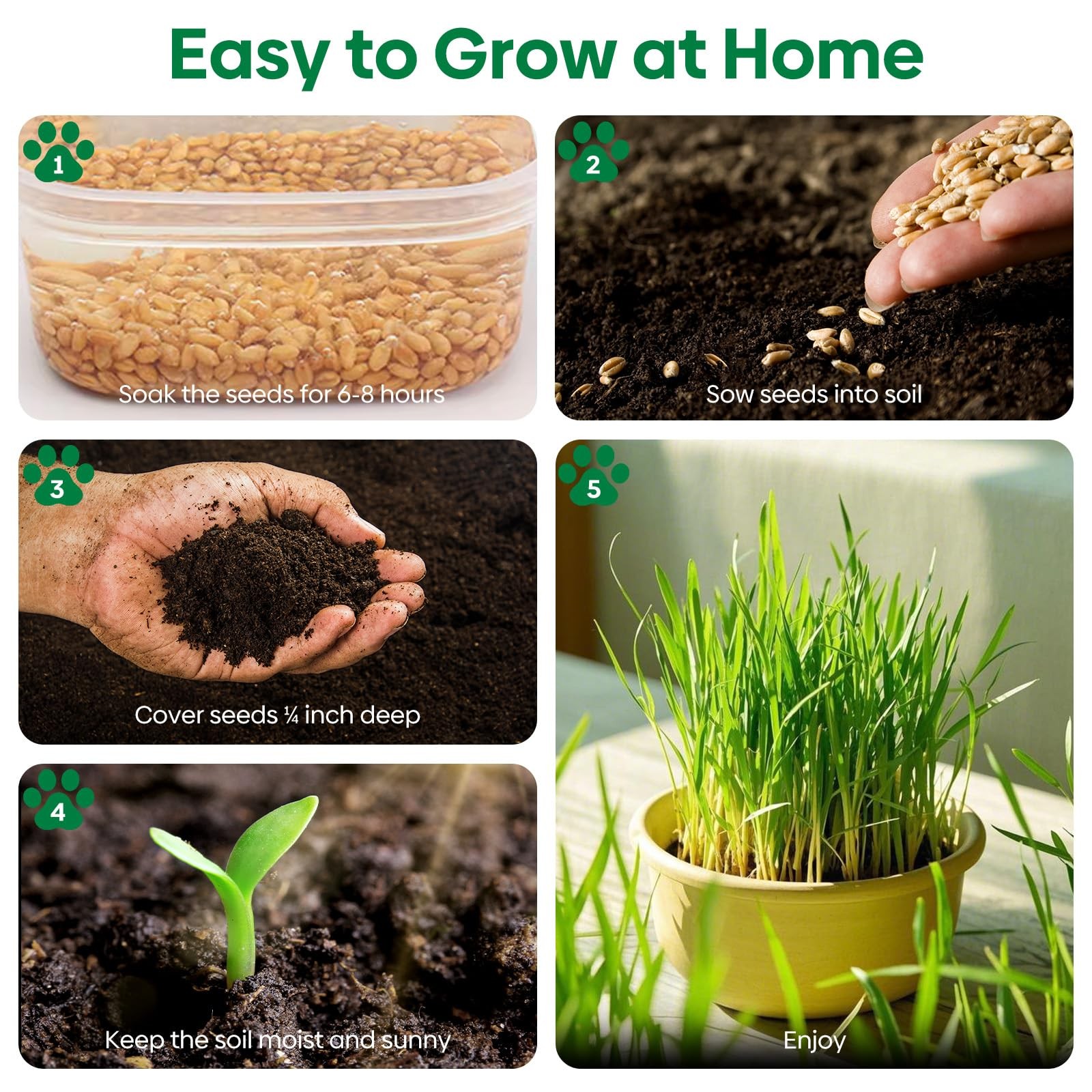 Cat Grass Seeds 8oz, Wheat & Oat Seeds Mix