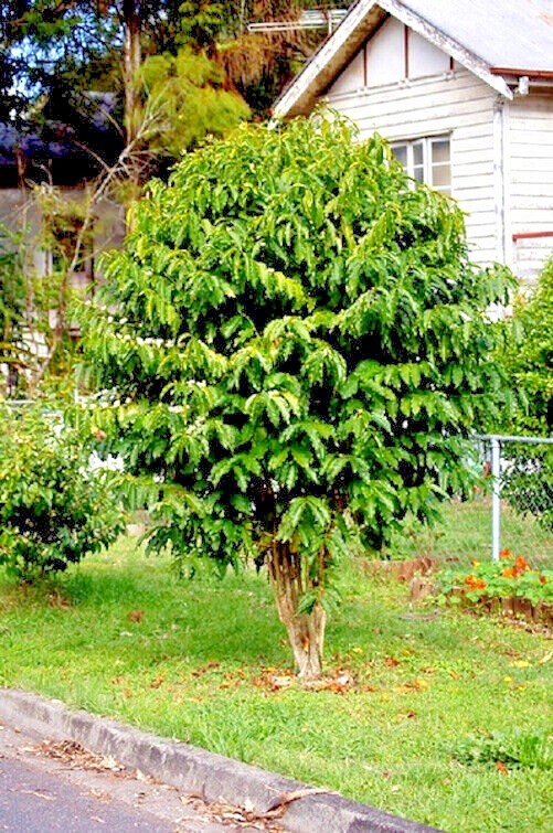 10 Coffea arabica Seeds Tropical EXOTIC Coffee Bean Indoor House Plant Tree RARE