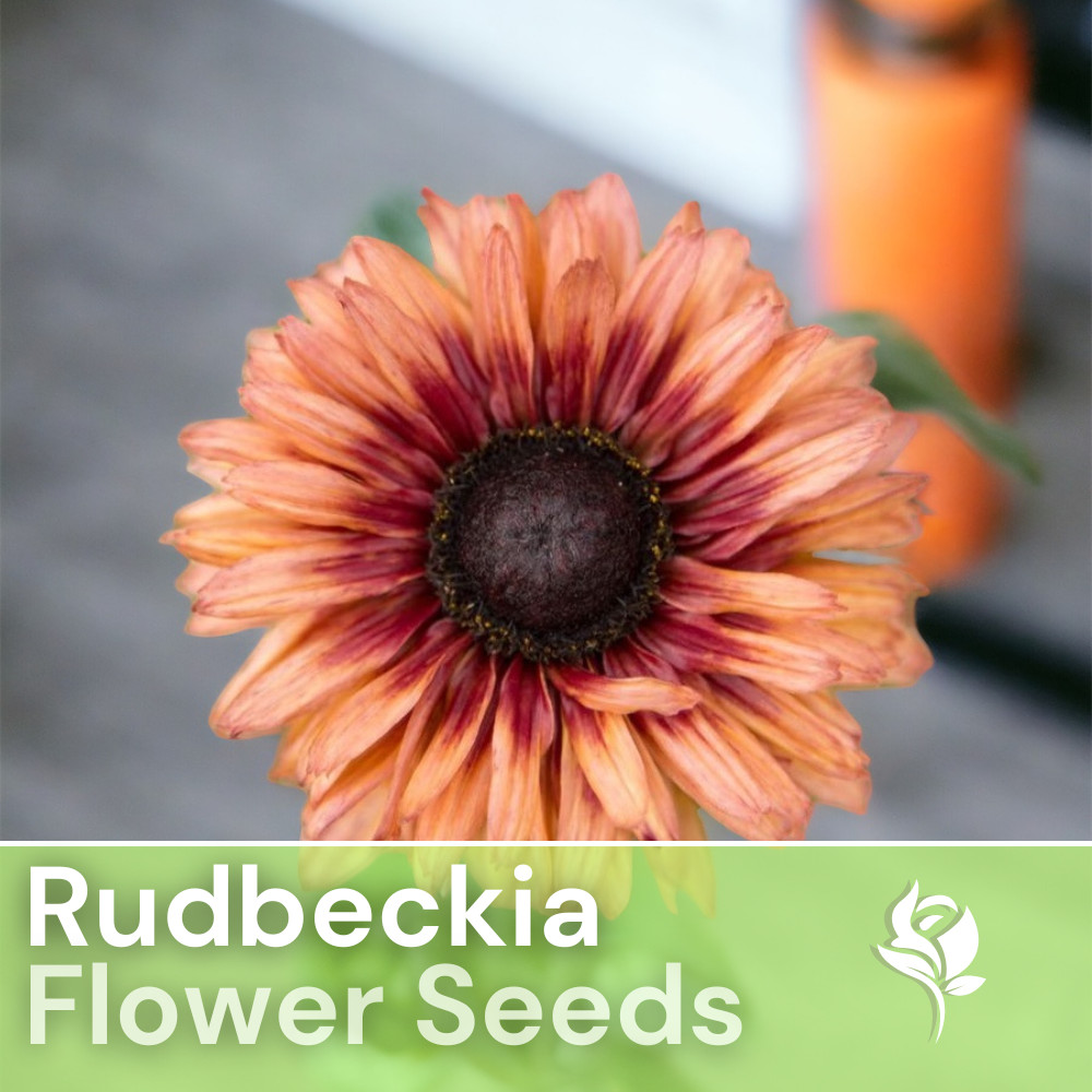 Cherokee Salmon Rudbeckia Seeds 125+ Seeds Annual Flower Seeds Garden