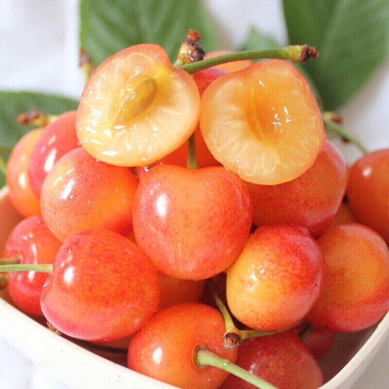 Yellow Jamaican Cherry Tree Muntingia calabura ~ Rooted Starter Plant