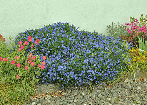 Lobelia erinus | Crystal Palace | Annual or Trailing Lobelia | 100 Tiny Seeds