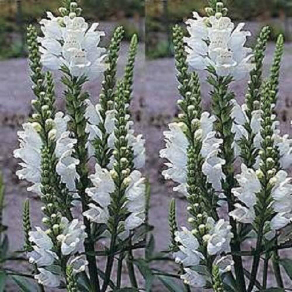 50 WHITE Showy OBEDIENT PLANT (False Dragon Head) Physostegia Angustifolia Seeds