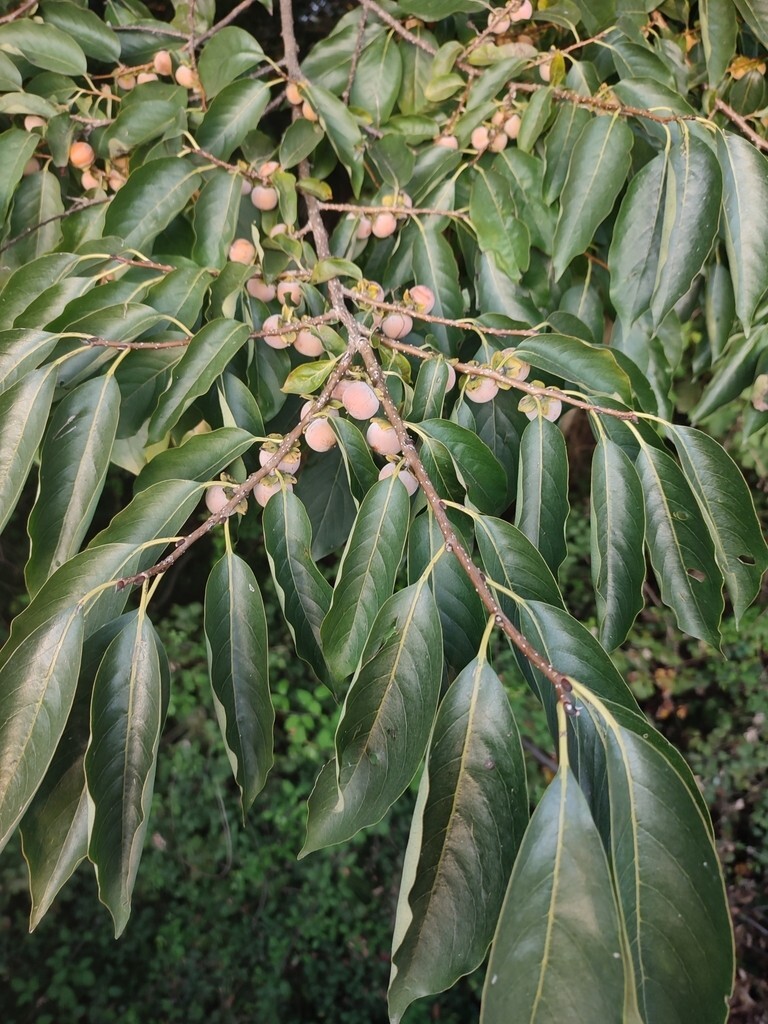 100 Date Plum Tree Seeds – Diospyros Lotus – Persimmon – Free Shipping Bonsai