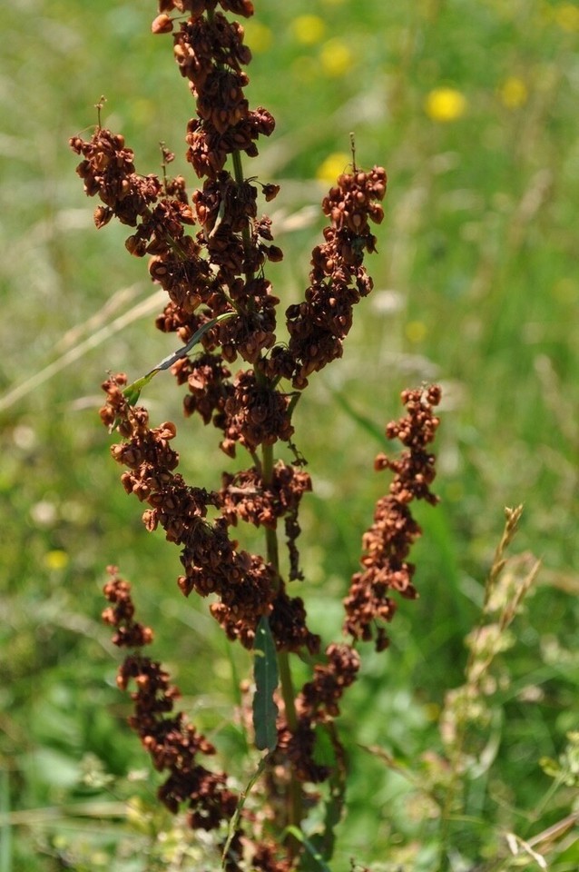 1/8 TSP Curly Dock Seeds Rumex Crispus Edible Medicinal Organic Non-GMO